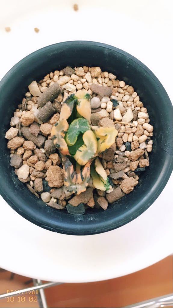 多肉植物 ハオルチア 白妙万象錦 極上斑 【公式通販】