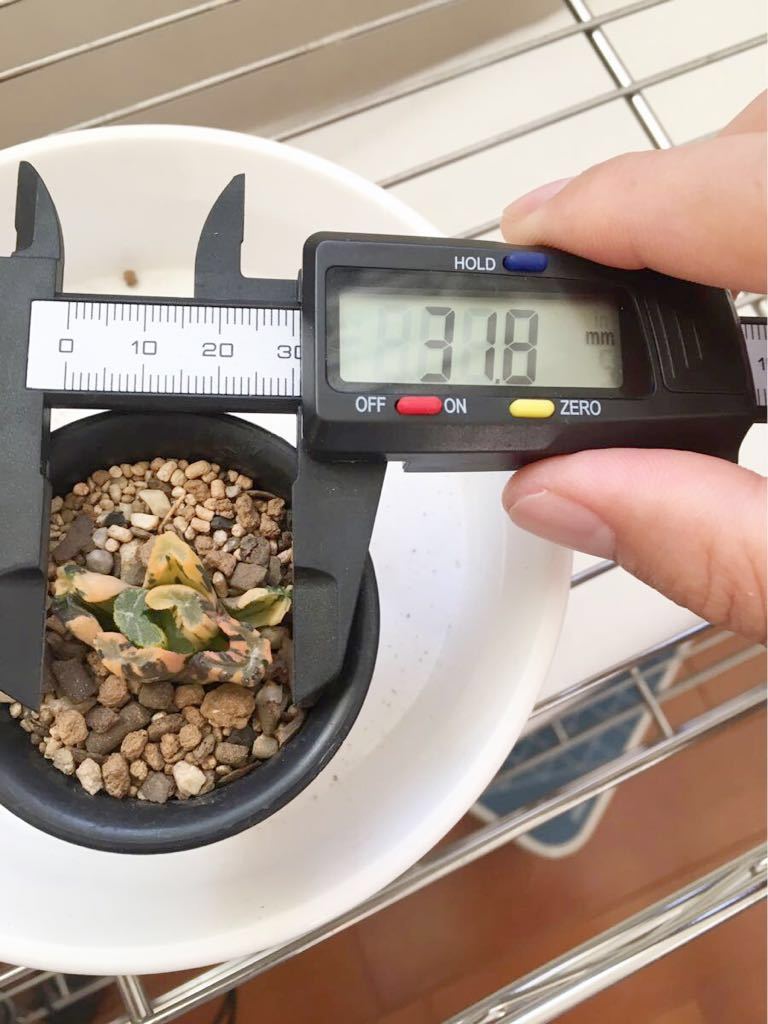 多肉植物 ハオルチア 白妙万象錦 極上斑 【公式通販】