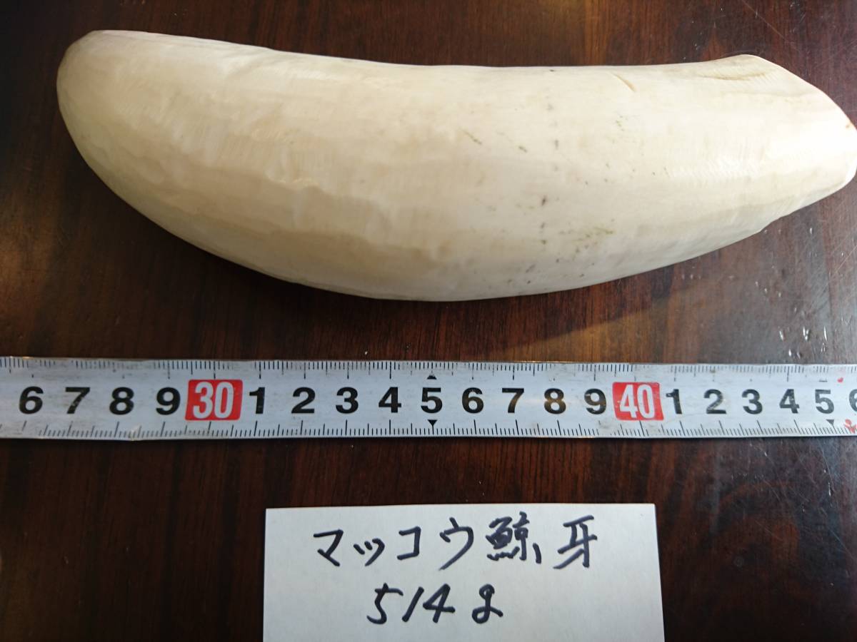 鯨歯 マッコウクジラ 鯨牙 マッコウ鯨歯の バラ売り⑮ 約384g マッコウ
