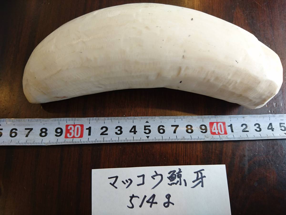 鯨歯 マッコウクジラ 鯨牙 マッコウ鯨歯の バラ売り⑮ 約384g マッコウ