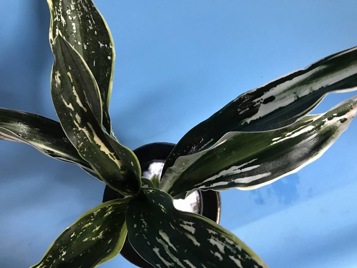 万年青 おもと オモト ☆ 大井家宝都の図 0 盆栽 伝統観葉植物・おもと 