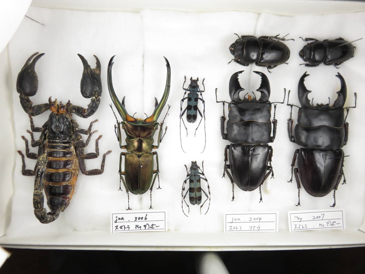 虫研 大型♀サソリ 標本 サソリ クワガタムシ 剥製 博物館の入札履歴