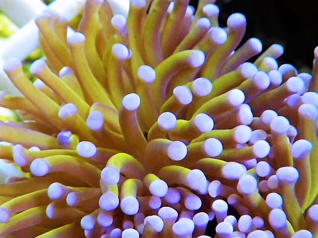 ハナサンゴ 海水魚専門店 ceppo インドネシア ゴールド No.4 淡水海水 