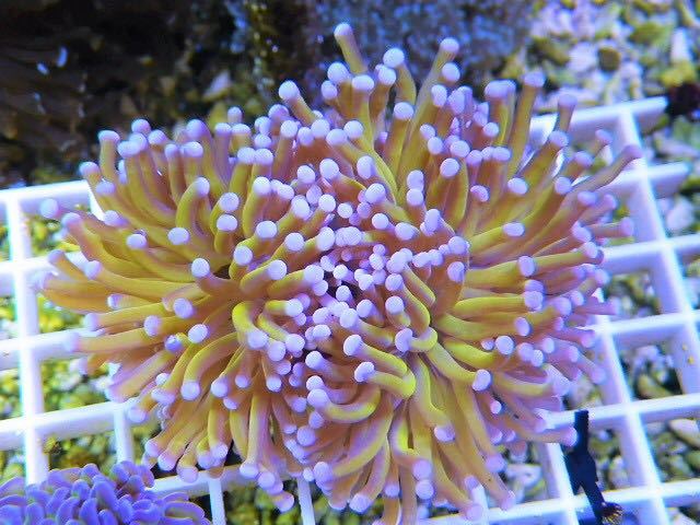 ハナサンゴ 海水魚専門店 ceppo インドネシア ゴールド No.4 淡水海水 