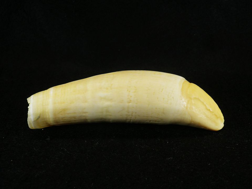 鯨歯 一本物134g：マッコウクジラ 牙 工芸品素材 印材 根付 標本