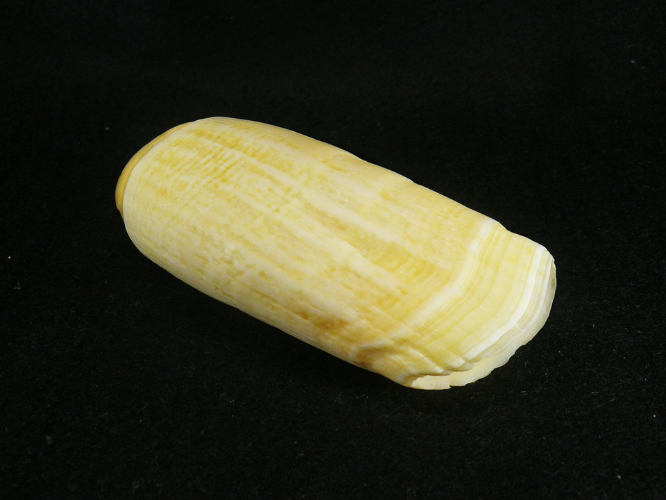 マッコウクジラの歯④ 約168g マッコウクジラの齒 - 工芸品
