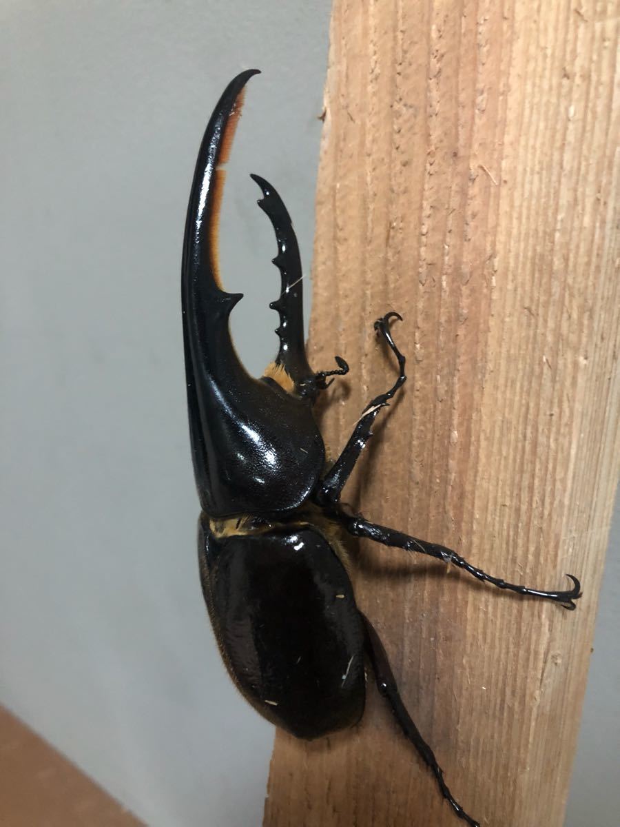 DHヘラクレス トリオ即ブリ♂♀♀