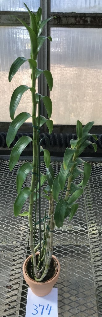 HIF洋蘭 374 Den. sanderae var. major　良株