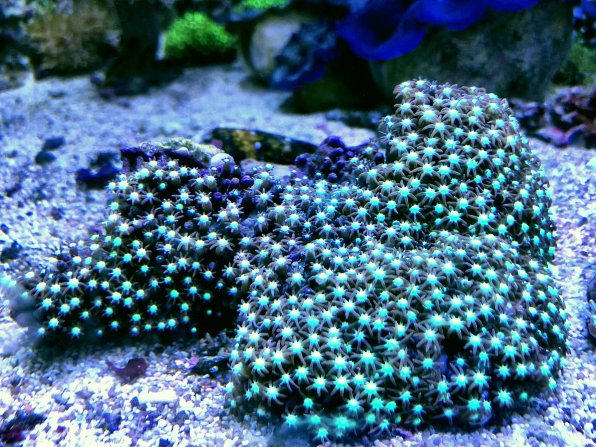 【LOWKEYS KYOTO】石垣産スターポリプ・センター鮮蛍光グリーンスポット①_1