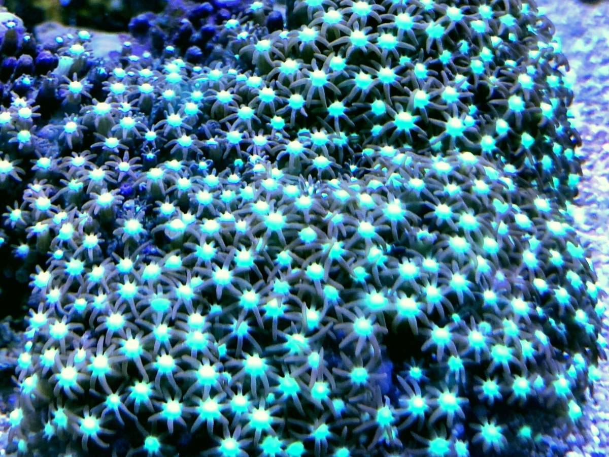 【LOWKEYS KYOTO】石垣産スターポリプ・センター鮮蛍光グリーンスポット①_2