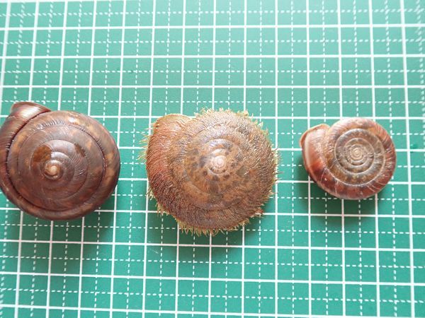 マイマイ　石垣島産　カタツムリ　クロイワオオケマイマイ　オオベソマイマイ　イッシキマイマイ　3匹セット