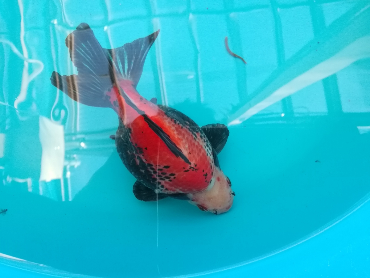 当歳 - 金魚）だるま琉金 （1匹）生体 □希少珍種！国産□アルビノ出目 
