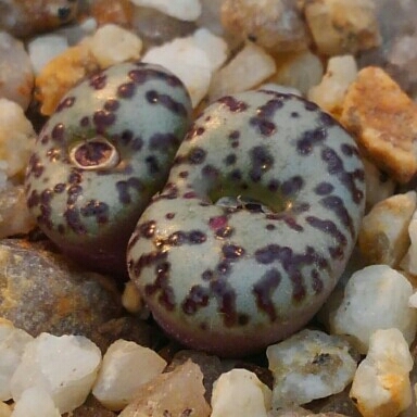 濃赤紫線タイプ　ウルスプルンギアナム　コノフィツム　conophytum ursprungianum 鉢ごと送料無料(第四種)　多肉植物　サボテン