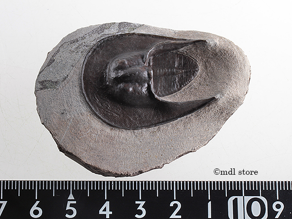 ○○○化石 三葉虫○○○高品質! ○○○化石 三