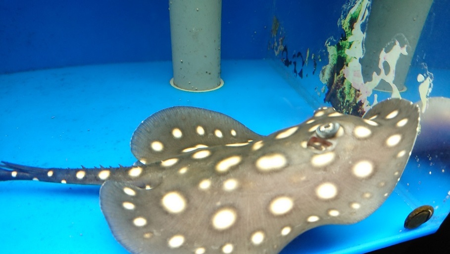 POLKADOT STINGRAY ☆国産☆ポルカドットスティングレー☆♀☆約14.5 