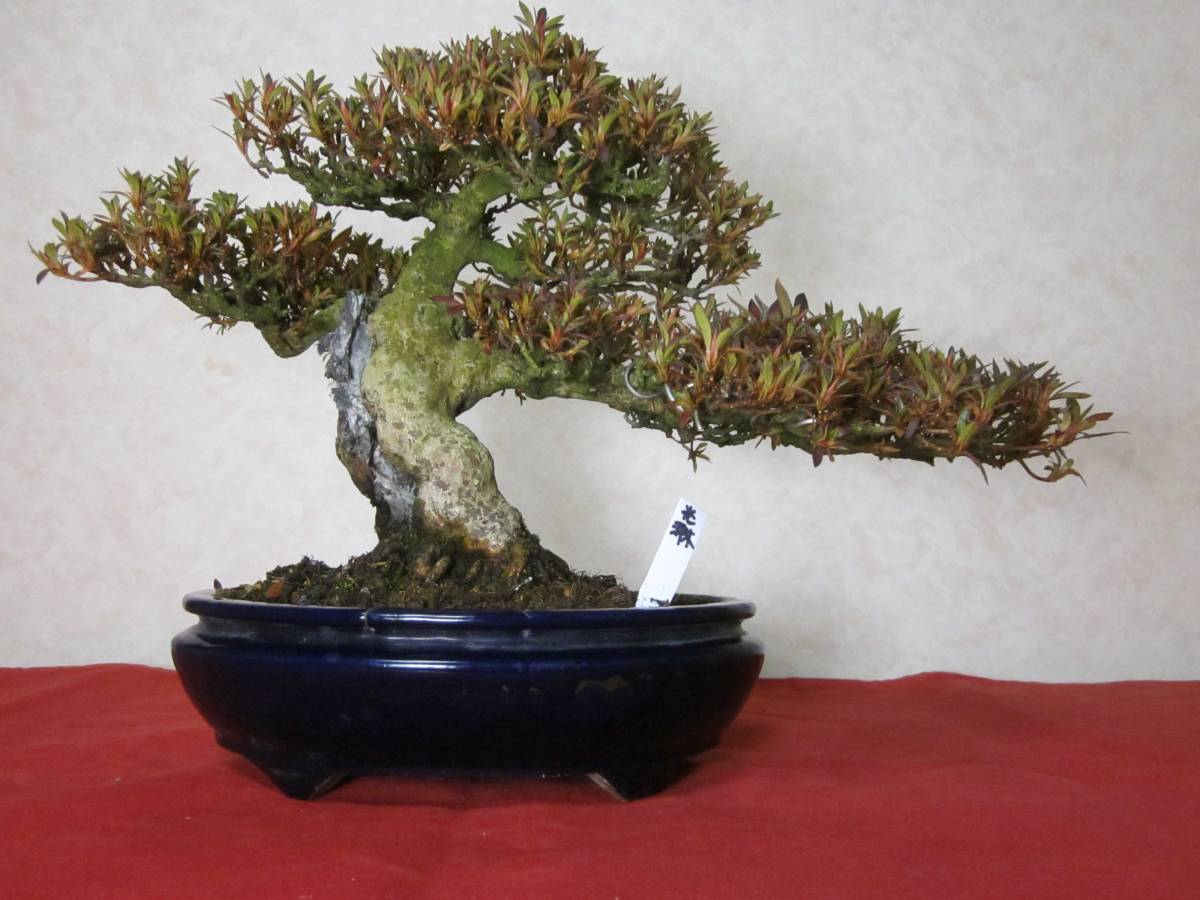 光琳 皐月（光琳）約60年 indicum Rhododendron さつき 樹高 皐月