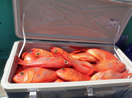超特エサ 深場用特餌 鰹はらも ハラス 枚セット 冷凍餌 売買されたオークション情報 Yahooの商品情報をアーカイブ公開 オークファン Aucfan Com