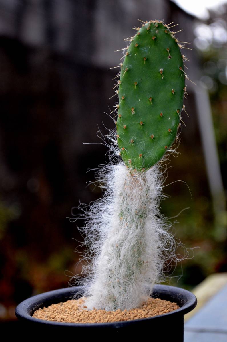 多肉植物 サボテン オプンチア属 和名 白妙 Opuntia Orbiculata カキ仔 3 0号 未発根 サボテン 売買されたオークション情報 Yahooの商品情報をアーカイブ公開 オークファン Aucfan Com 多肉植物 サボテン オプンチア属 和名 白妙 Opuntia Orbiculata カキ仔 3 0号 未発根 サボテン 売買されたオークション情報 Yahooの商品情報をアーカイブ公開 オークファン Aucfan Com