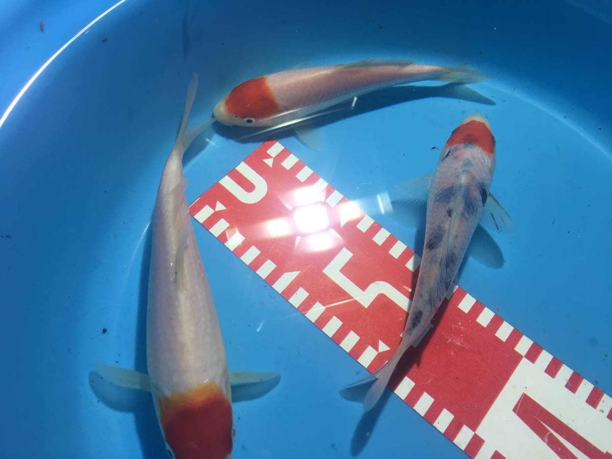 丹頂・三色15㎝ 3匹set 錦鯉
