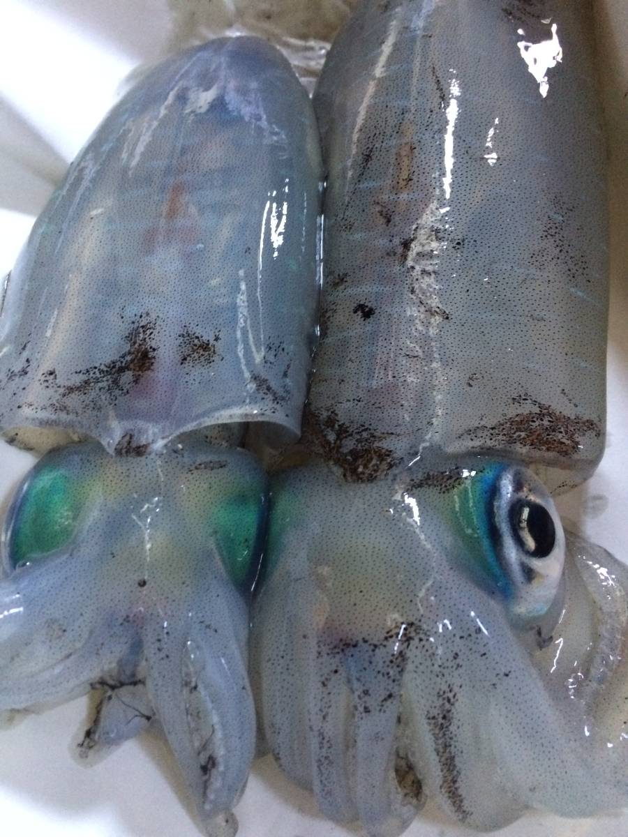 一本釣り活〆活冷凍　アオリイカ 　長崎県対馬産　６杯２キロ　イカ＃鯛＃ぶり＃クエ