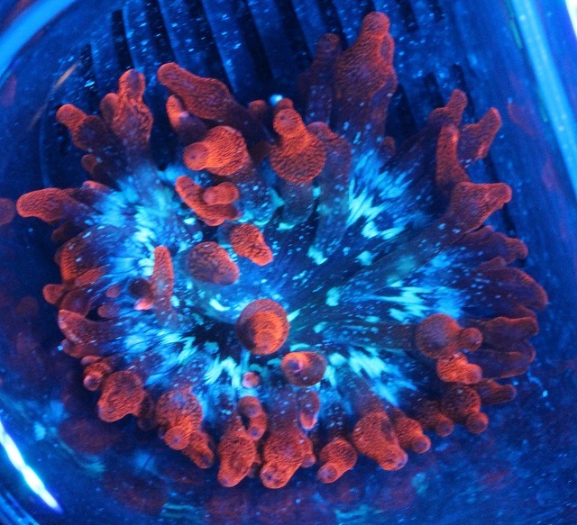 サンゴイソギンチャク レッド サンゴイソギンチャク | 海水魚図鑑