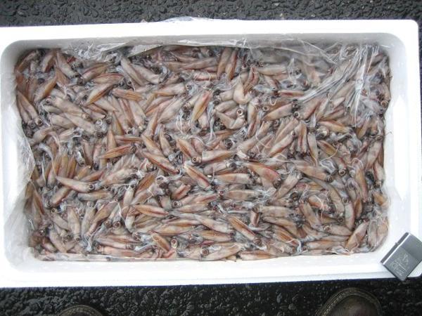 朝とれ直送!!　「活ホタル烏賊10kg」- 鮮度命-『魚王国』 山陰境港、直送!!