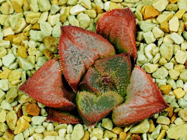 多肉植物 ハオルチア 花乙女 実生オリジナル繁殖苗 【公式通販】