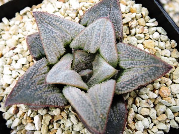 多肉植物 ハオルチア 花乙女 実生オリジナル繁殖苗 【公式通販】