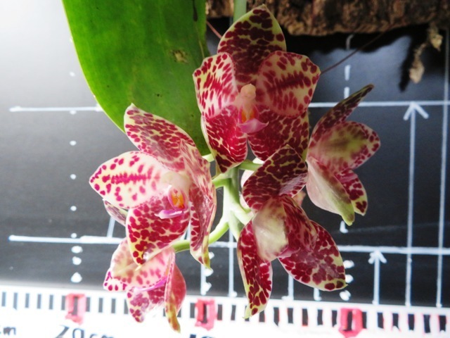 CAP洋蘭　胡蝶蘭ギガンティア　Phal.gigantea、、、おまけ蘭Phal.White Triangle