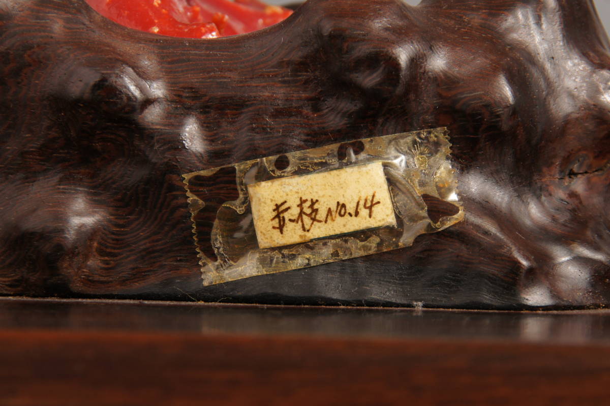 ☆骨董収集品☆その601 購入価格400万！ 血赤天然枝珊瑚原木置物 横幅