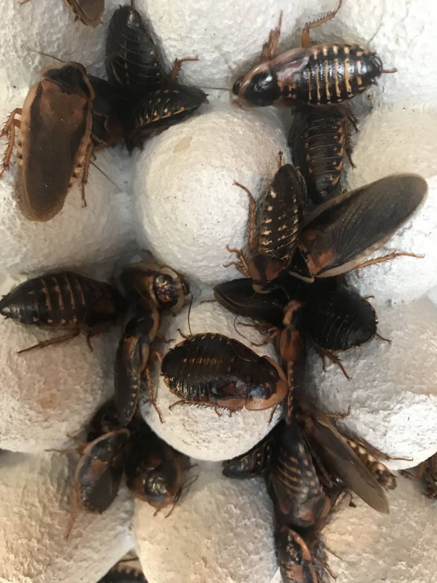 デュビア成虫150匹 80 70 熱帯魚 アロワナ 爬虫類 トカゲ ヤモリ 両生類 カエル イモリ サラマンダー 等のエサに エサ 売買されたオークション情報 Yahooの商品情報をアーカイブ公開 オークファン Aucfan Com
