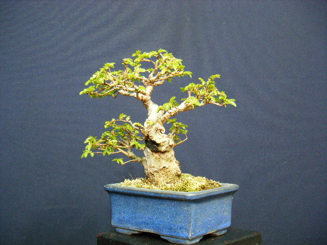 楡ケヤキ小品盆栽“双幹仕立て＞太幹古木”高級盆栽素材