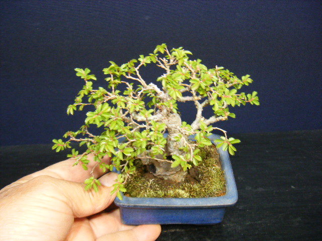 楡ケヤキ小品盆栽“双幹仕立て＞太幹古木”高級盆栽素材