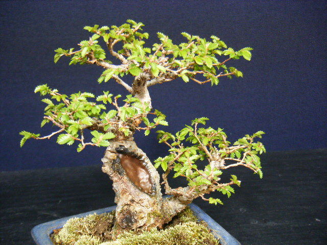 楡ケヤキ小品盆栽“双幹仕立て＞太幹古木”高級盆栽素材