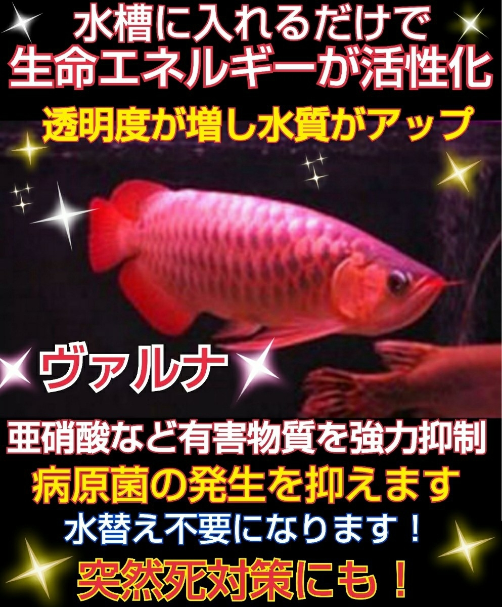 爆発的人気！水質が抜群になり病原菌を強力抑制【ヴァルナ23センチ】透明度アップ！自然由来の作用でアロワナが長生きします！水替え不要☆