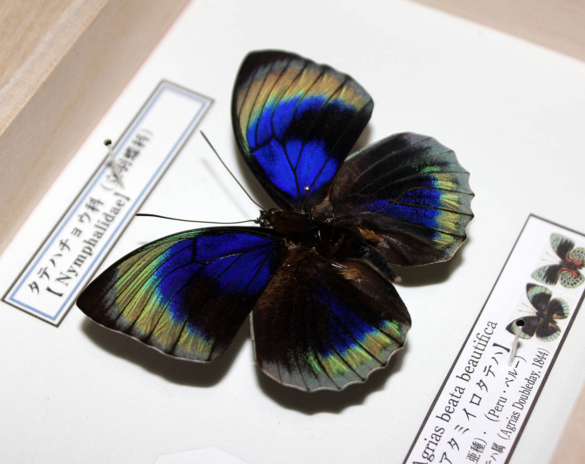 蝶標本 ベアタミイロタテハ 2♂ HiЯ∅様(木)まで専用 蝶の