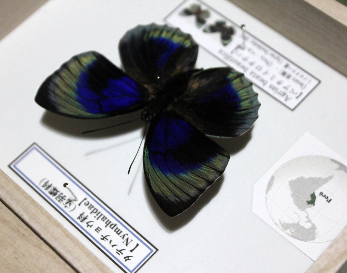 蝶標本 ベアタミイロタテハ（♂） 蝶の標本 ベアティフィカミイロタテハ