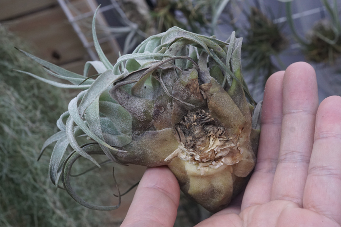 今季最後 Tillandsia macdougalii チランジア・マクドゥーガリー ① 大