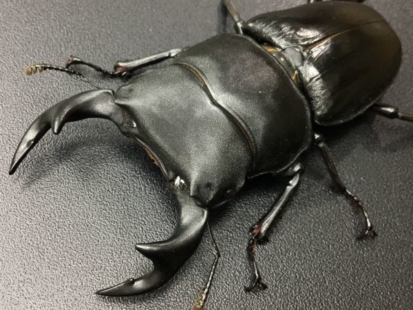 格安，定番 タイワンオオクワガタ 南投縣 74.5&times;45.5 即ブリペア(外国産)｜売買されたオークション情報、yahooの商品情報をアーカイブ公開 - オークファン 外国産