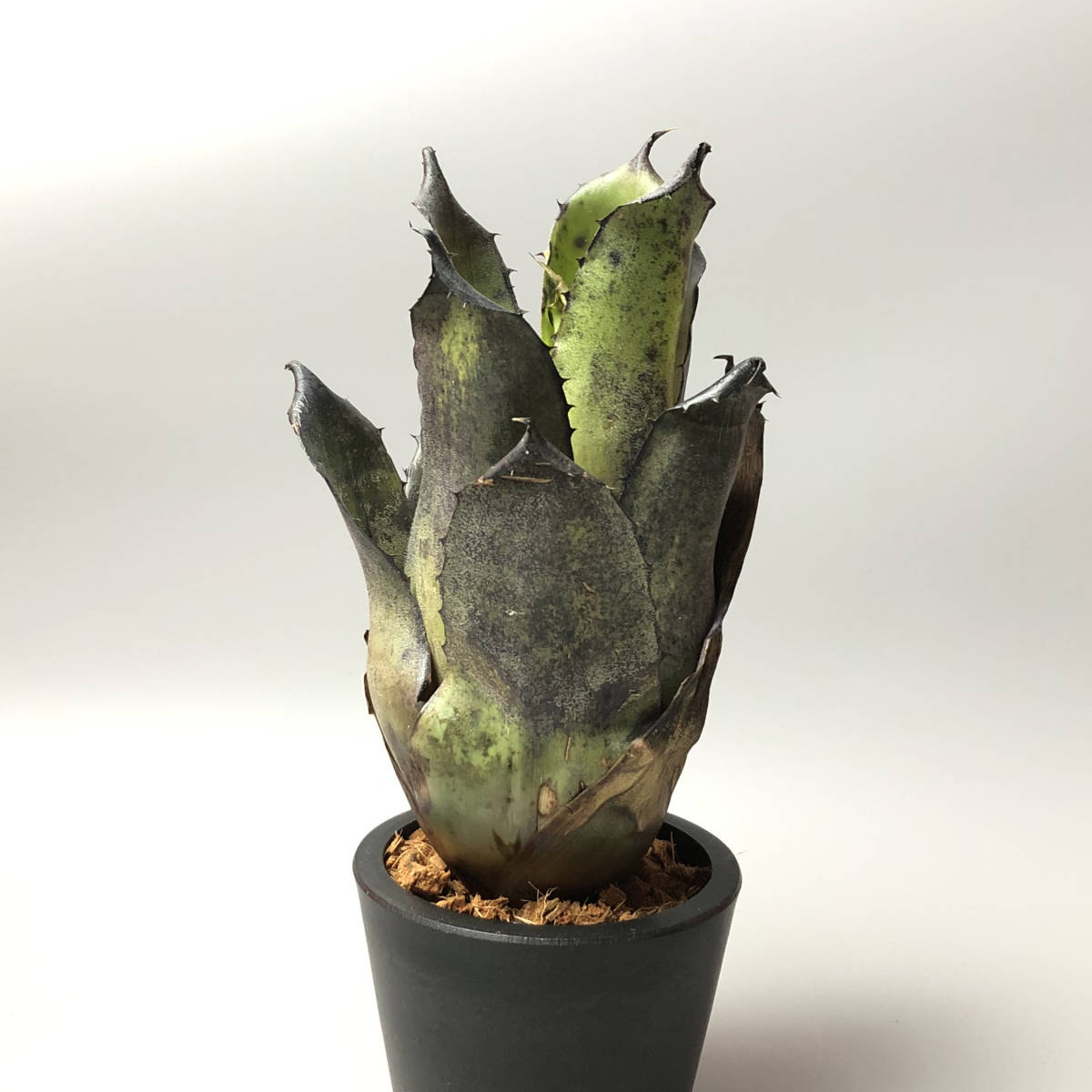 ■ Hohenbergia leopoldo-horstii Black form ホヘンベルギア ■03