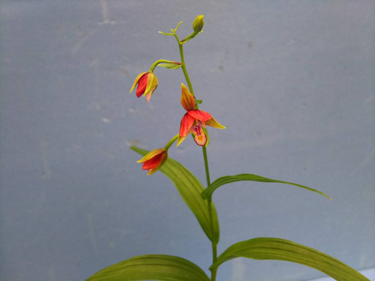 山野草・カンアオイ【赤花カキラン 「加賀の緋」】