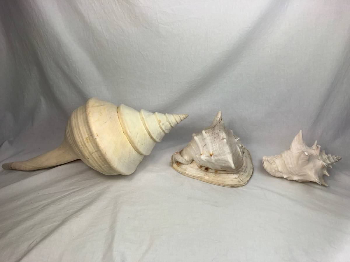 超特大54cm 世界最大級 法螺貝 アラフラオオニシ 修験道 山伏 置物
