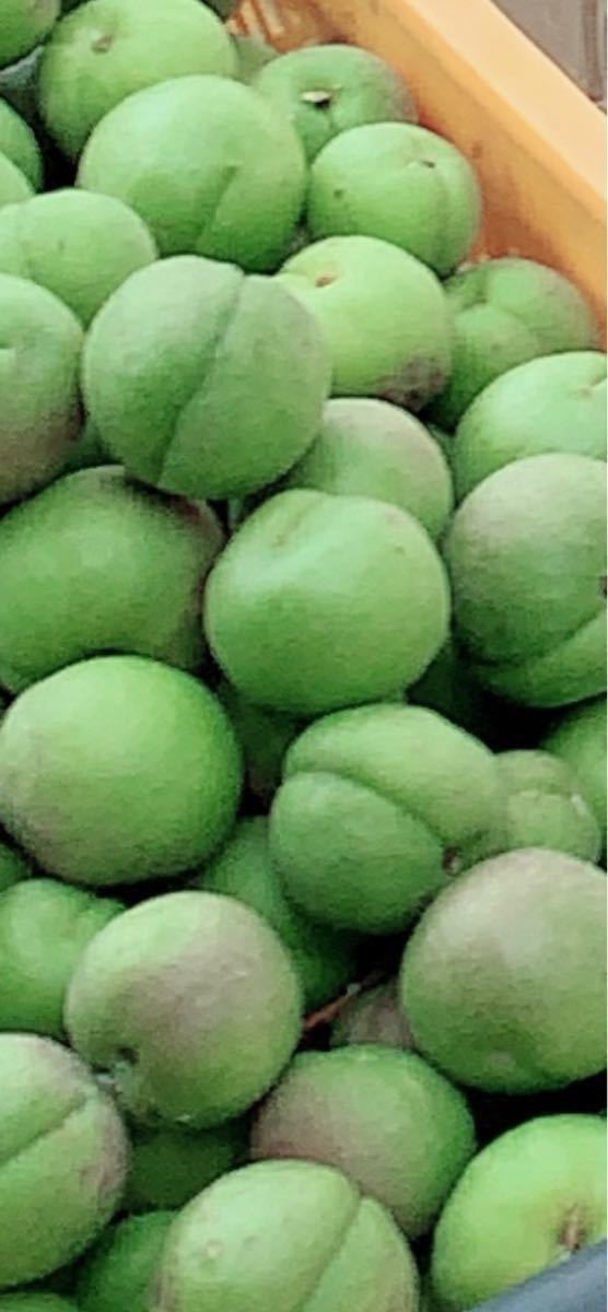 2025，爆買い 微傷色ムラ有 格安 会津高田地区産 高田梅 ビッグ２ ３Ｌ ５㎏(果物)｜売買されたオークション情報、yahooの商品情報をアーカイブ公開 - オークファン その他