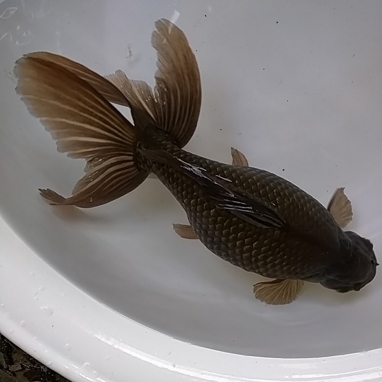 【最終出品】◎◎九州は長崎県トップブリーダーから黒子を取り育てた極上ジャンボオランダ獅子頭♀（メス）32cm