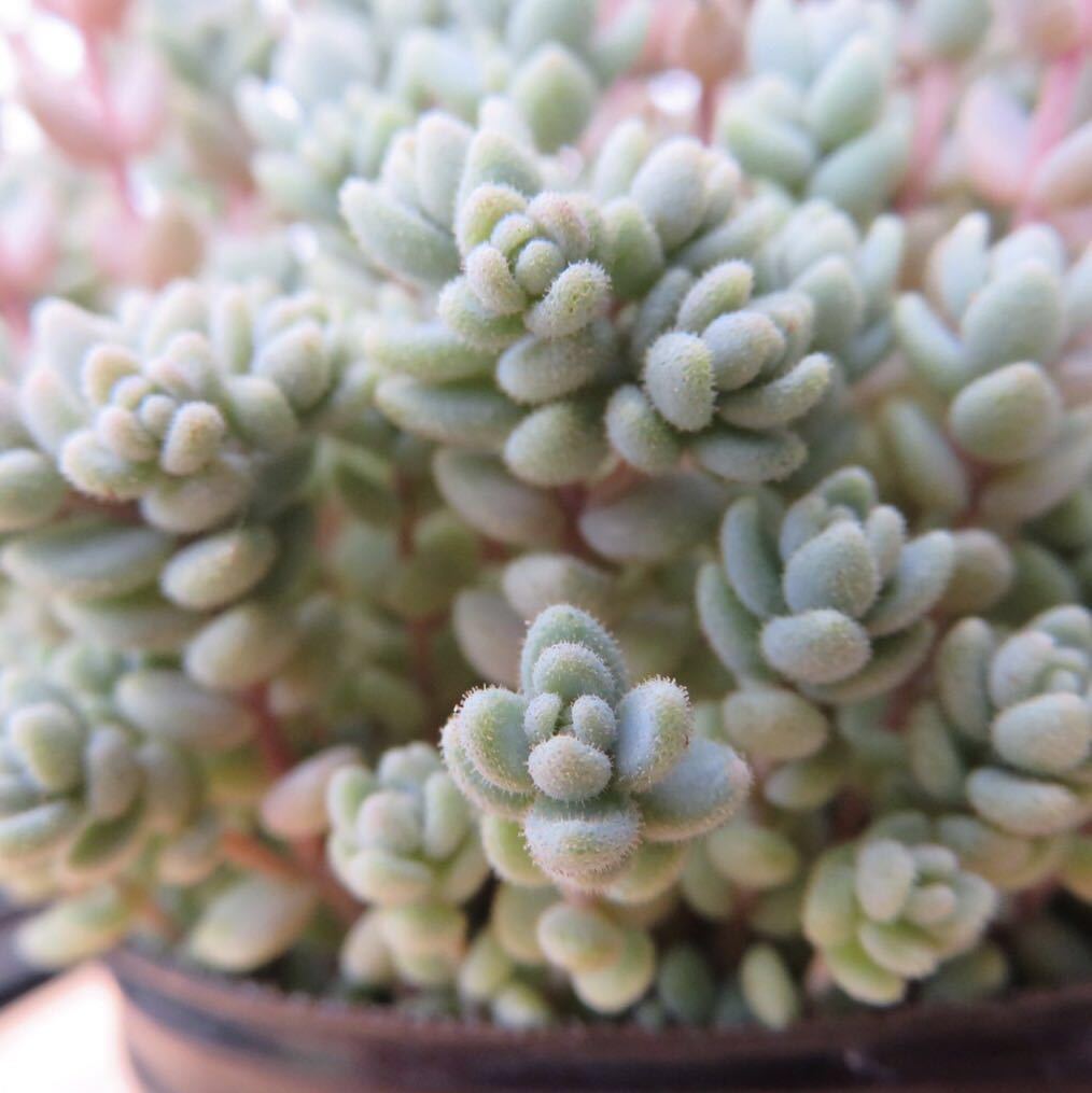 多肉植物 ダシフィルム セダム属 3寸苗 サボテン 売買されたオークション情報 Yahooの商品情報をアーカイブ公開 オークファン Aucfan Com