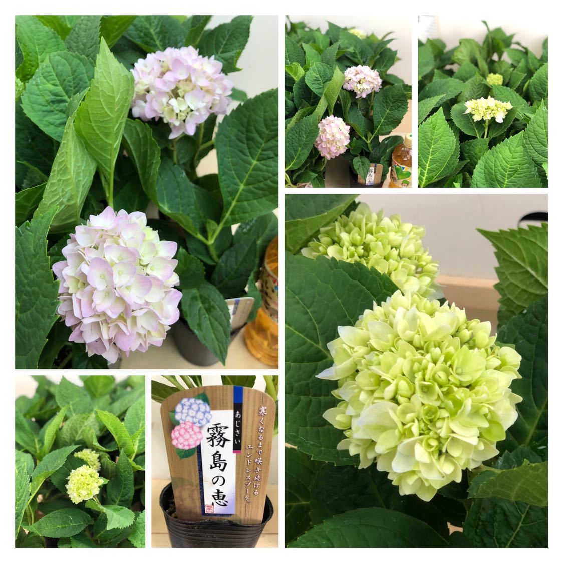 アジサイ苗 ハイランドジア 紫陽花 霧島の恵 3 5号 ポットセット アジサイ 売買されたオークション情報 Yahooの商品情報をアーカイブ公開 オークファン Aucfan Com