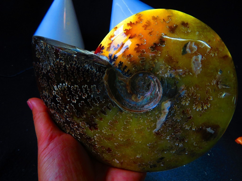 新作入荷，SALE 数万個の一個 上級贅品 天然マダガスカル産 縫合線オパールアンモナイト 化石超巨大785ｇ 165ｍｍ(化石)｜売買されたオークション情報、yahooの商品情報をアーカイブ公開 - オークファン 化石