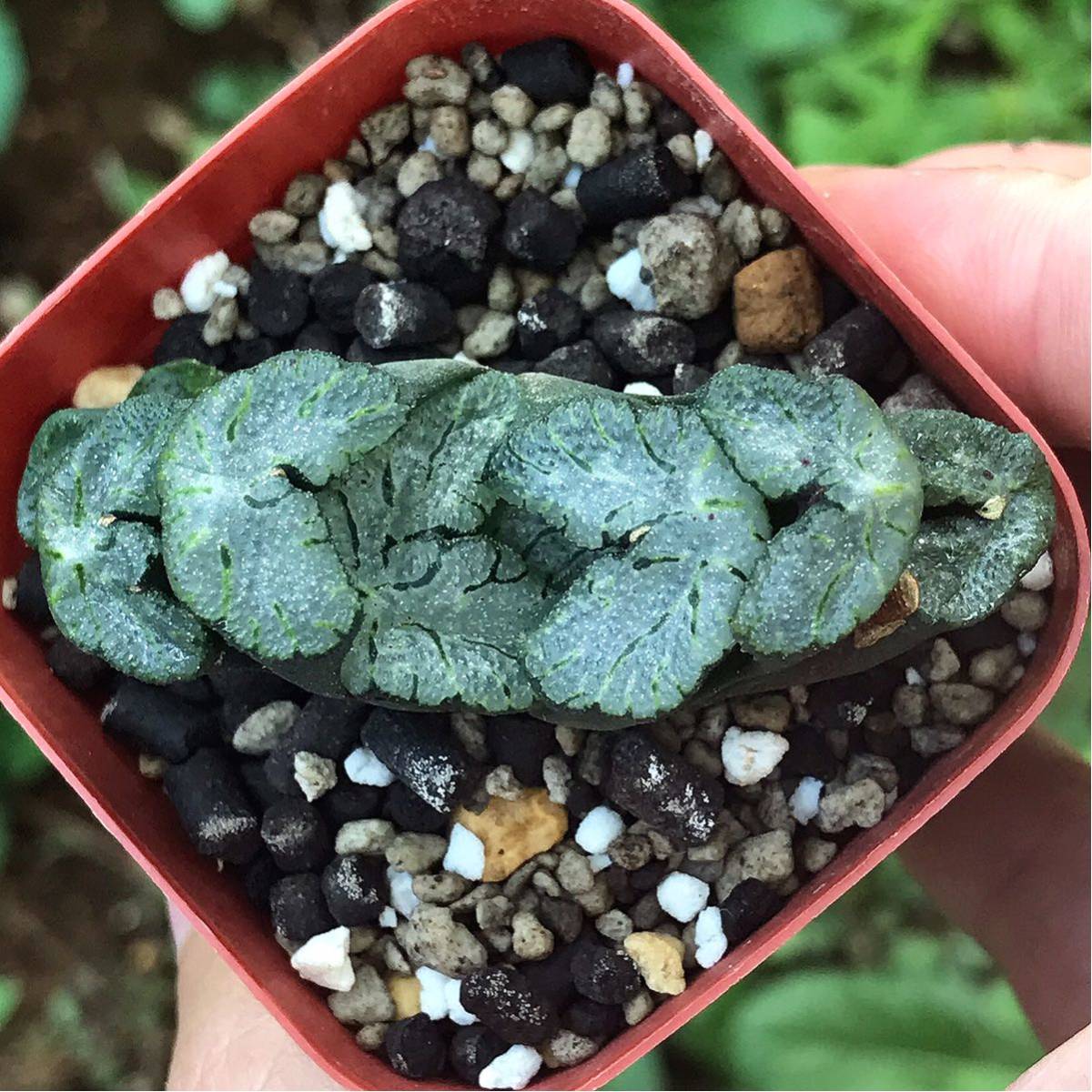 多肉植物 ハオルチア 玉扇 黒武泰 サボテン 売買されたオークション情報 Yahooの商品情報をアーカイブ公開 オークファン Aucfan Com 多肉植物 ハオルチア 玉扇 黒武泰 サボテン 売買されたオークション情報 Yahooの商品情報をアーカイブ公開 オークファン Aucfan Com
