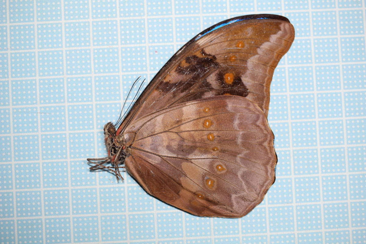 ノコギリクワガタ(鋸鍬形) ☆ノコギリクワガタ 標本 ☆ , 昆虫標本