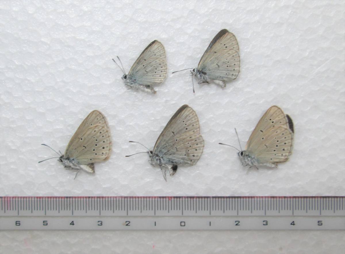 蝶三角紙標本 ゴマシジミ 北海道 宗谷岬産 5exs 【公式通販】